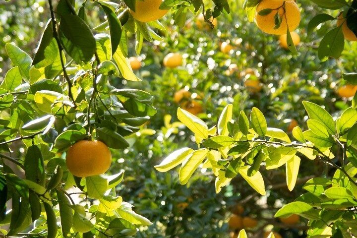 秋の佐木島グルメ編