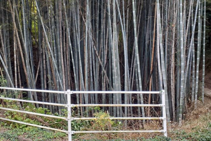 竹林整備の経過