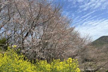 さぎ島の”千本桜”🌸
